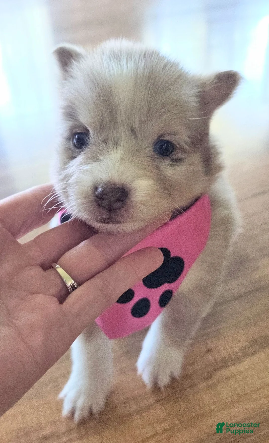 Pomsky dogs for sale: Wynonna  - Ad 2