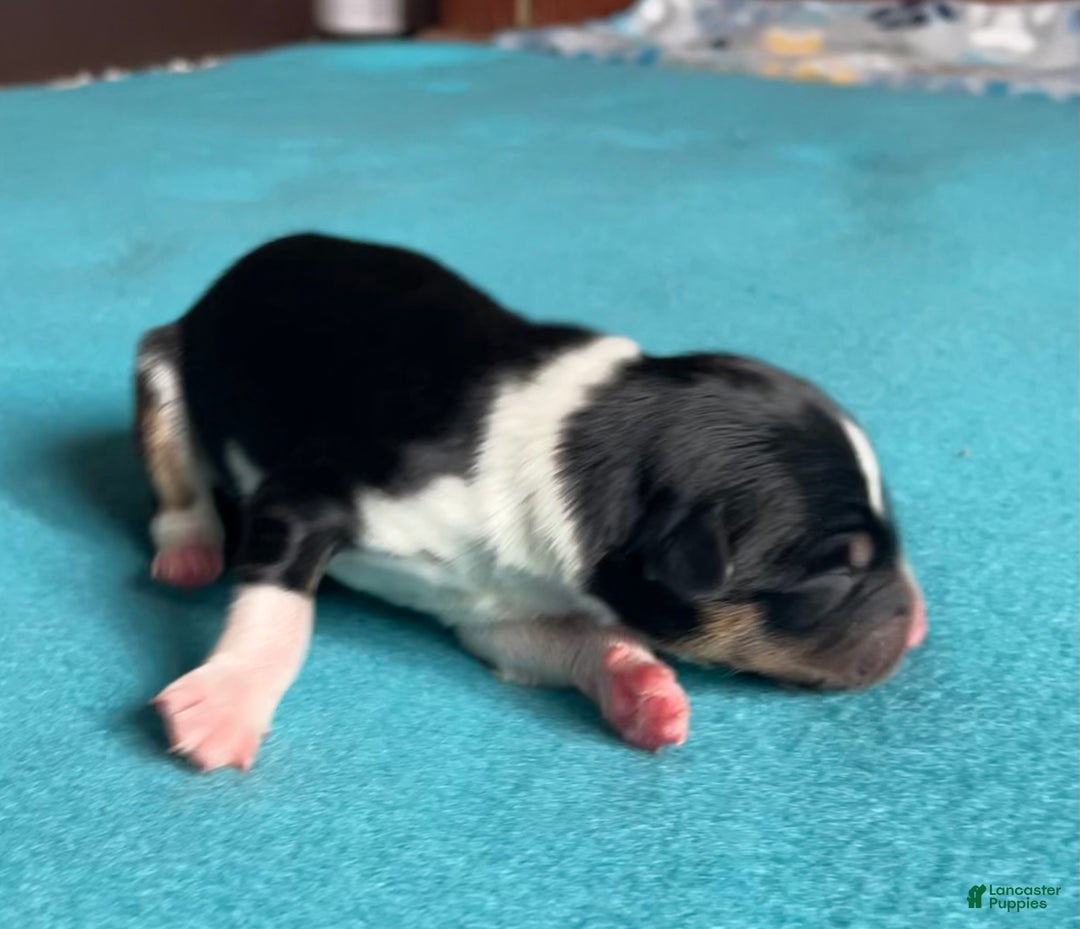 Mixed Breed dogs for sale: Tri Colored - Ad 2