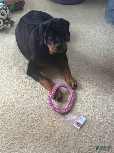 Rottweiler dogs for sale: Rottweiler 1 - Ad 15