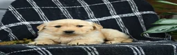 Golden Retriever dogs for sale: Piper - Ad 3