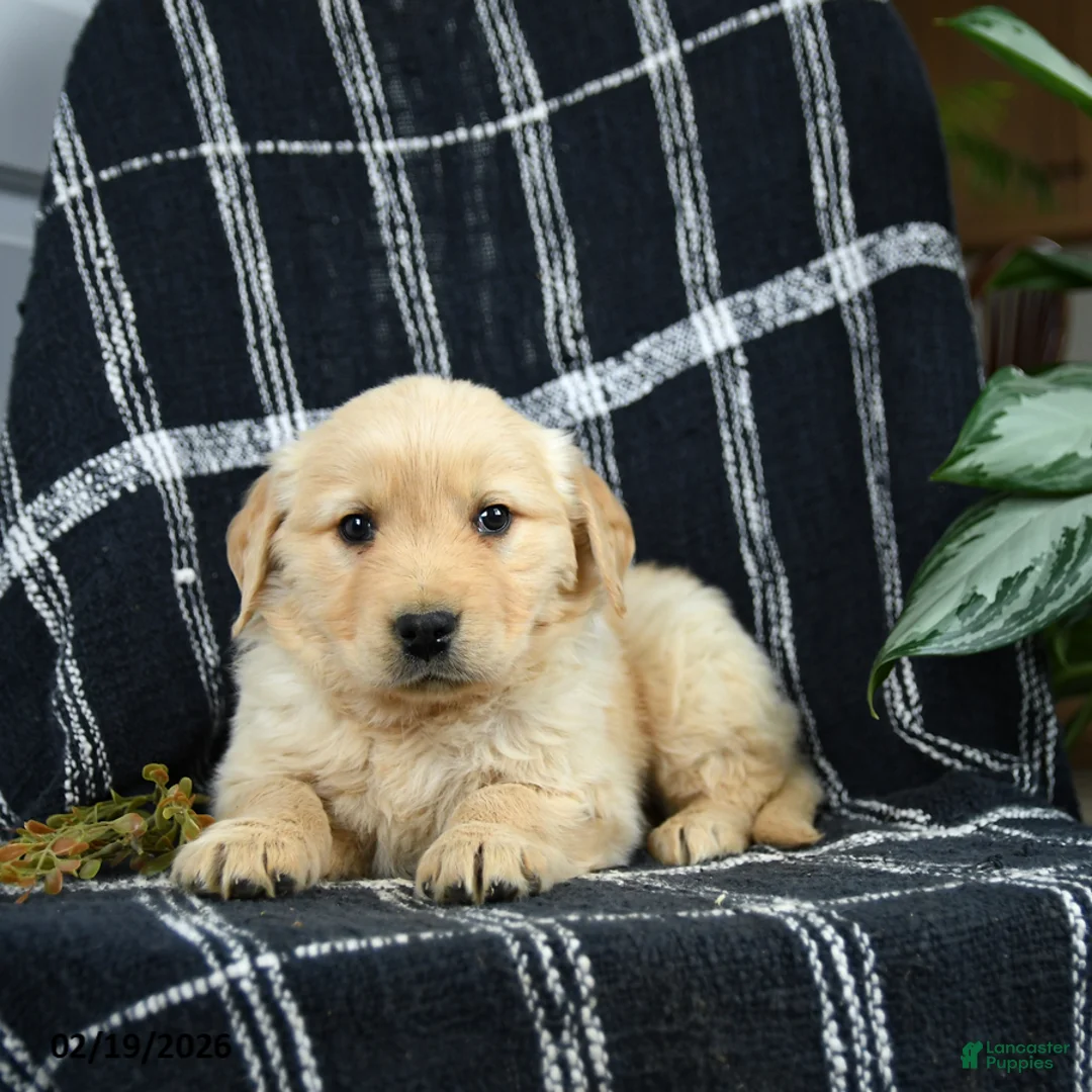 Golden Retriever dogs for sale: Piper - Ad 3