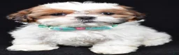 Shih Tzu dogs for sale: Tristan - Ad 7
