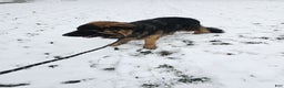 German Shepherd dogs for sale: Cannon - Ad 8
