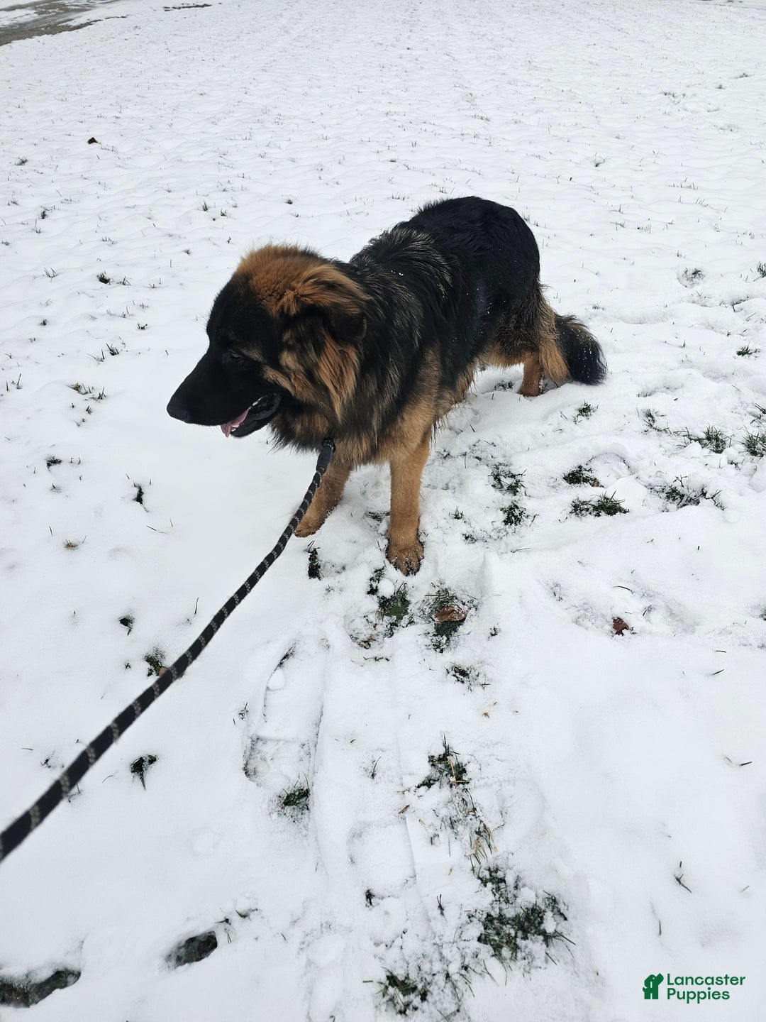 German Shepherd dogs for sale: Cannon - Ad 8