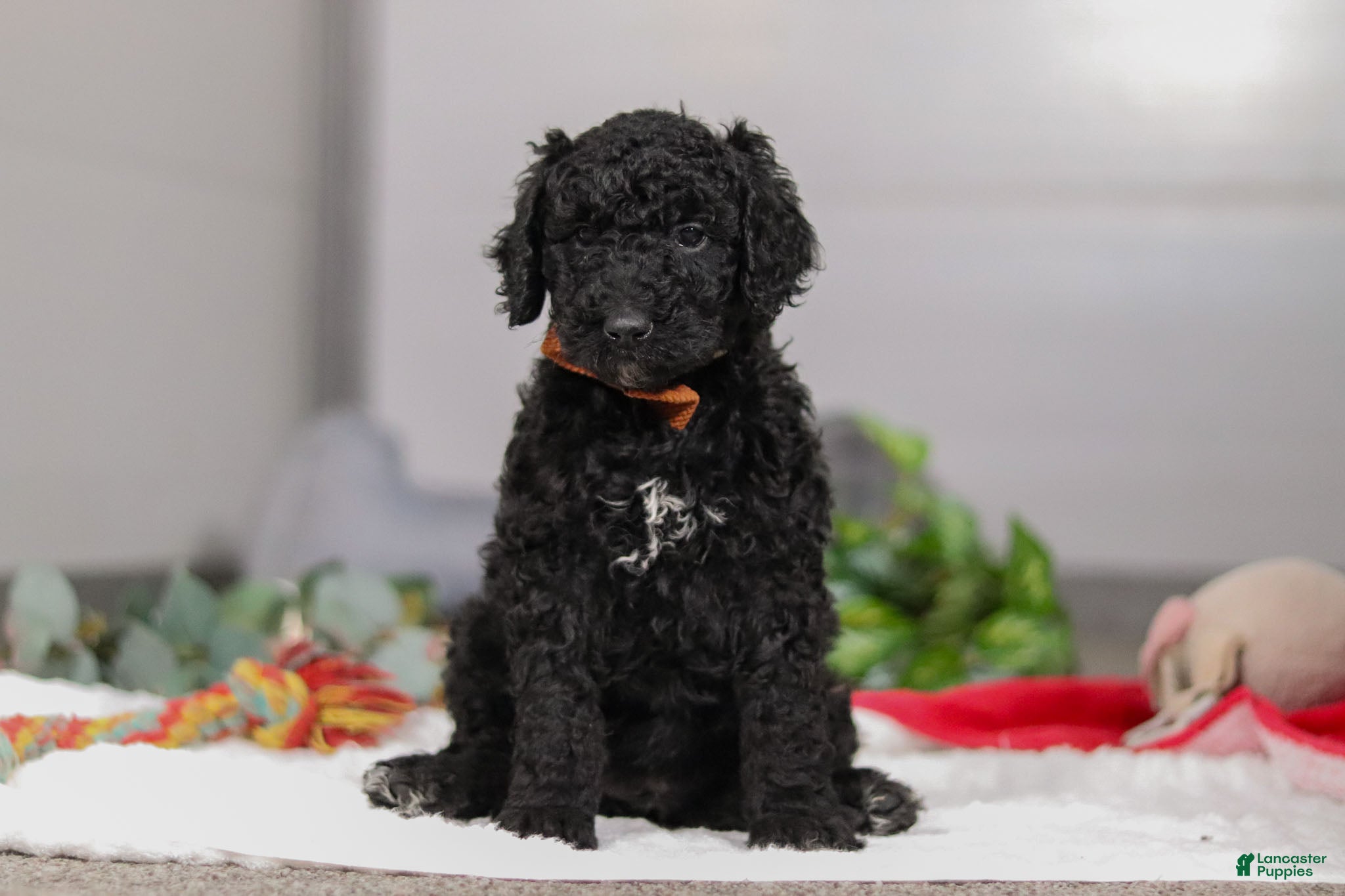 Standard Poodle dogs Izzy - Ad 22