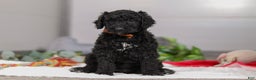 Standard Poodle dogs for sale: Izzy - Ad 1