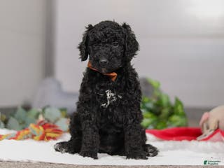 Standard Poodle dogs Izzy - Ad 12