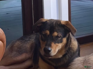 Mixed Breed dogs Mixed Breed Puppy 1 - Ad 30