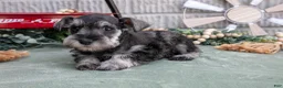 Miniature Schnauzer dogs for sale: Crystal - Ad 1