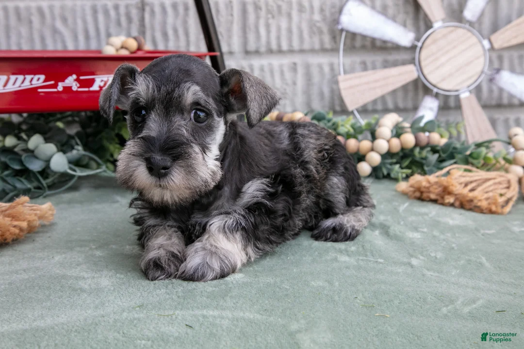 Miniature Schnauzer dogs for sale: Crystal - Ad 1