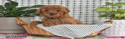 Goldendoodle dogs for sale: Rosco - Ad 5