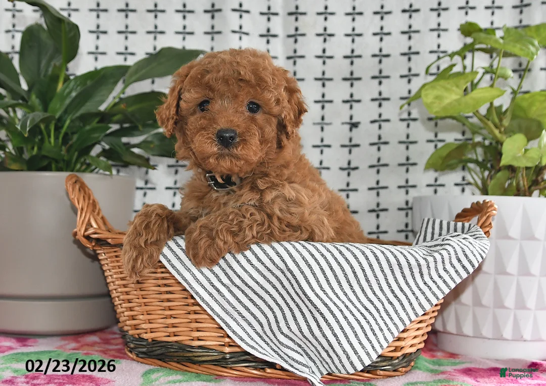 Goldendoodle dogs for sale: Rosco - Ad 5