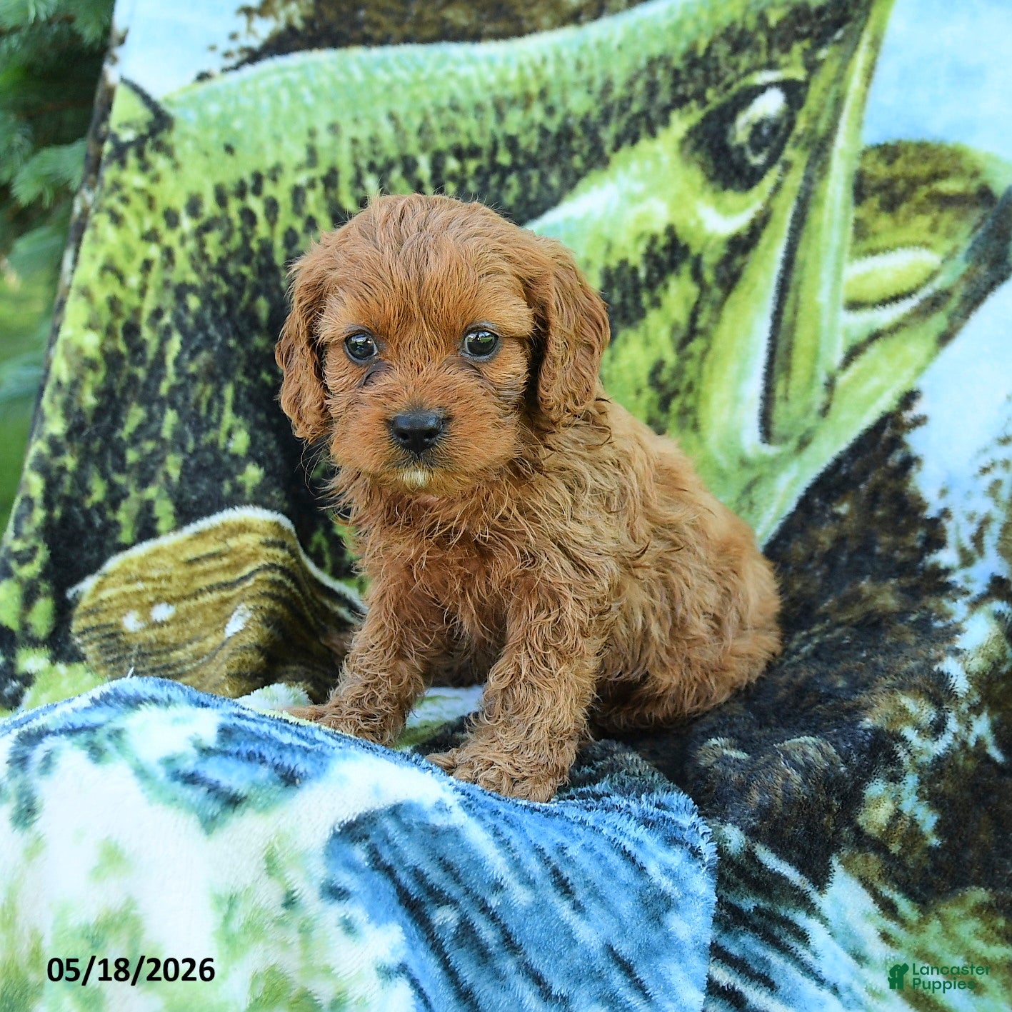Cavapoo dogs Miles - Ad 2