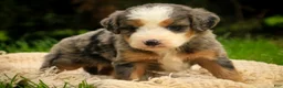 Mini Bernedoodle dogs for sale: Huck F1 Mini Bernedoodle  - Ad 4