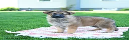 German Shepherd dogs for sale: Cola - Ad 4