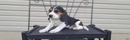 Beagle dogs for sale: DUKE - Ad 4