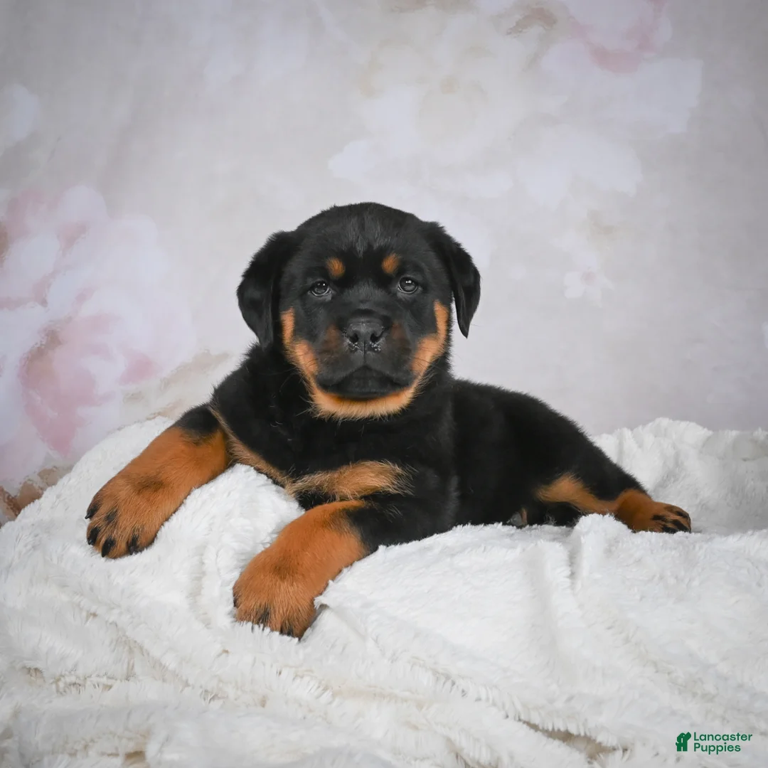 Rottweiler dogs for sale: Gracie - Ad 2