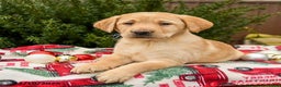 Labrador Retriever dogs for sale: Mocha - Ad 3