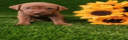 Mixed Breed dogs for sale: Simba (yellow collar) - Ad 3