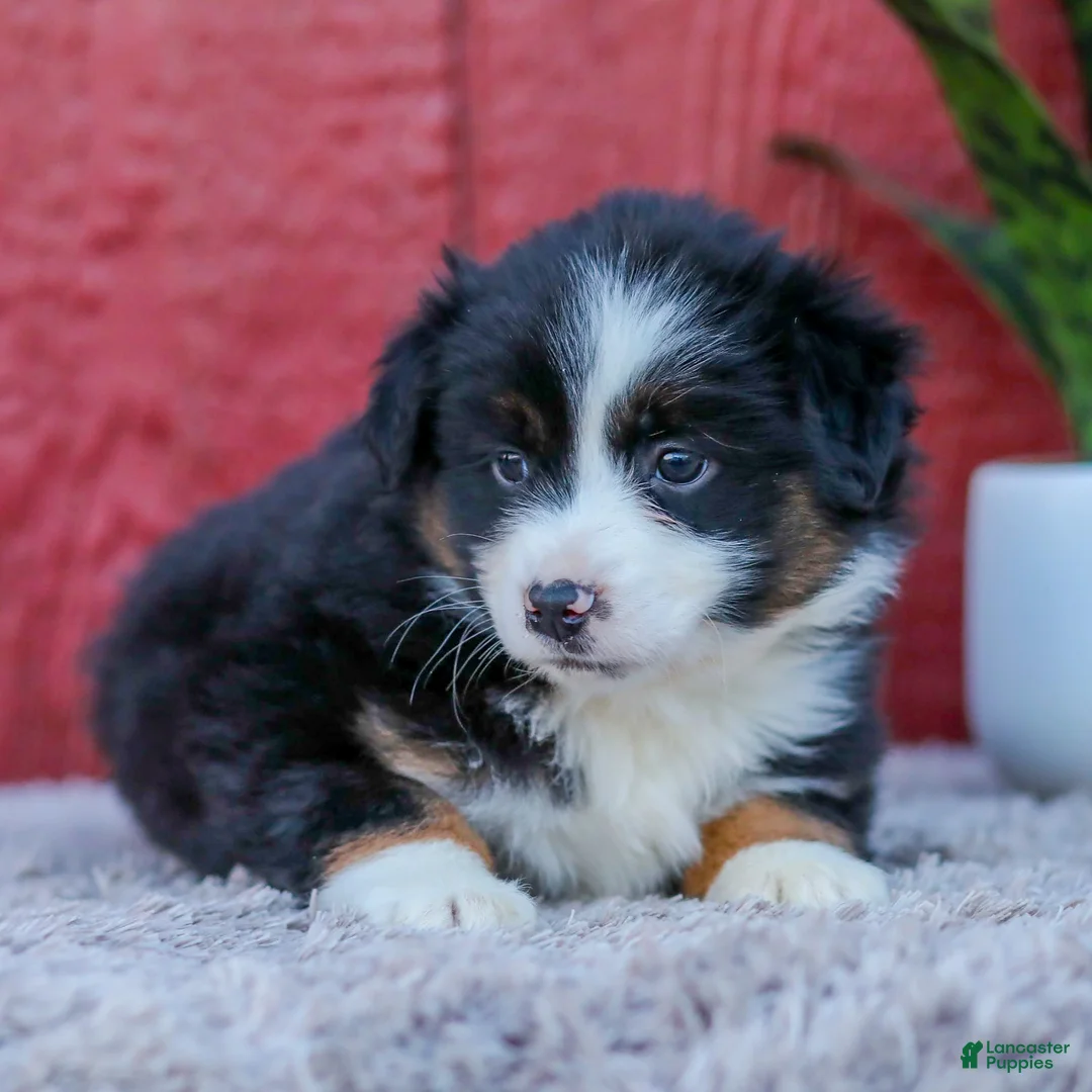 Miniature Australian Shepherd dogs for sale: Maggie - Ad 2