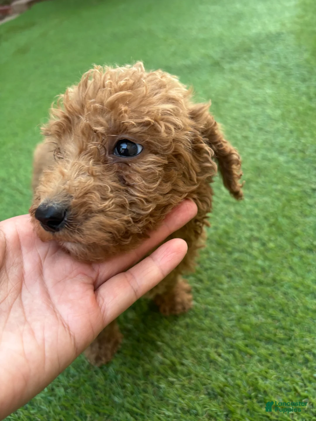 Standard Poodle dogs for sale: Charlie - Ad 2