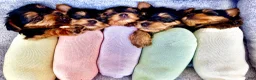 Yorkshire Terrier dogs for sale: Ralphie - Ad 7