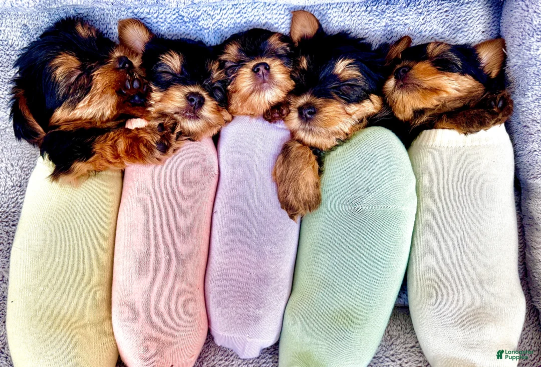 Yorkshire Terrier dogs for sale: Ralphie - Ad 7