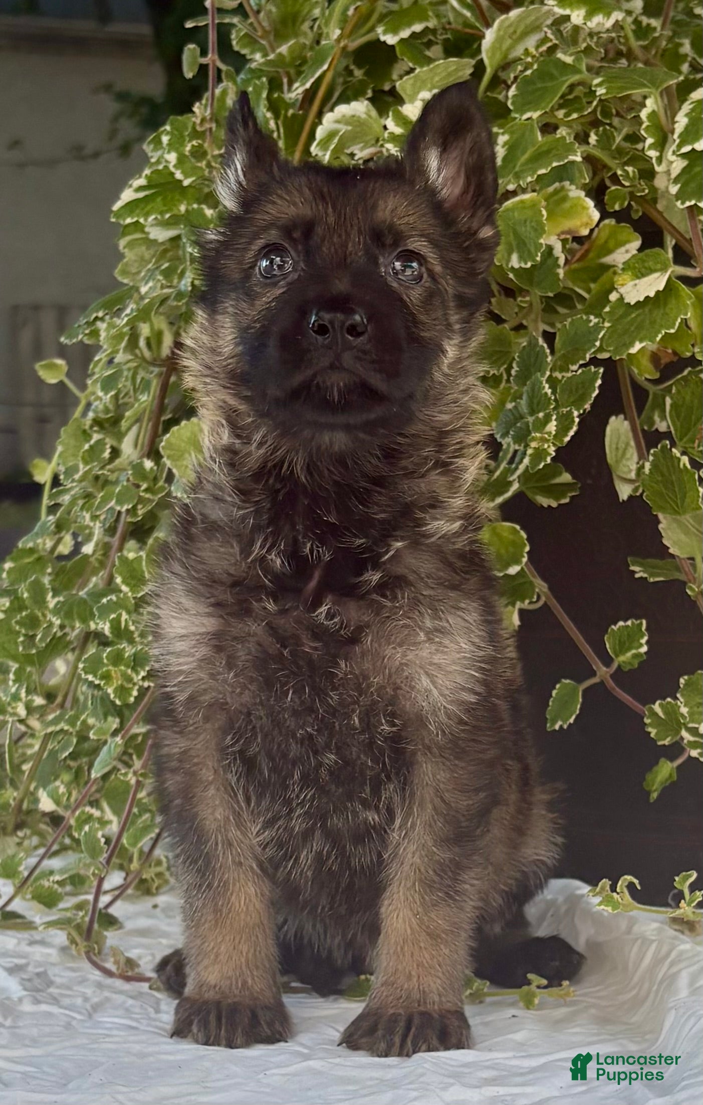 German Shepherd dogs Sig - Ad 1