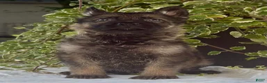 Sig