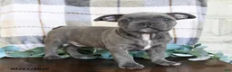 Frenchton dogs for sale: Jaron - Ad 4