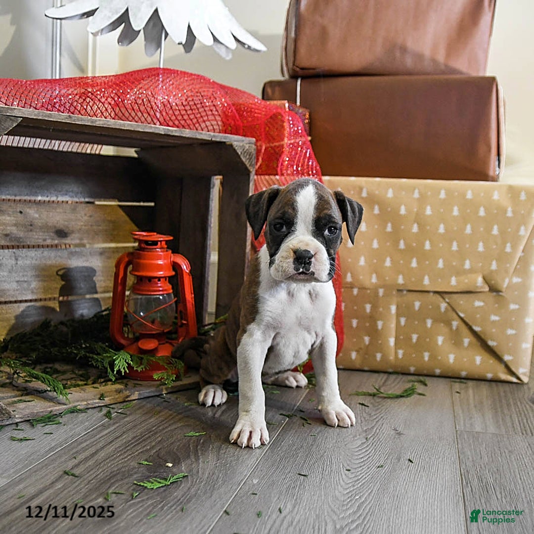 Boxer dogs for sale: Penny - Ad 2