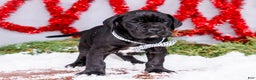 Great Dane dogs for sale: Carol - Ad 14