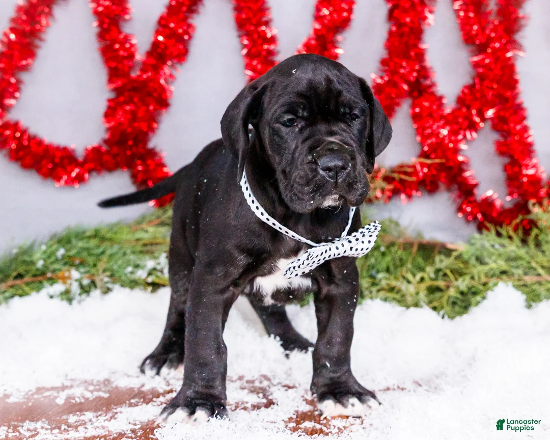 Great Dane dogs for sale: Carol - Ad 14