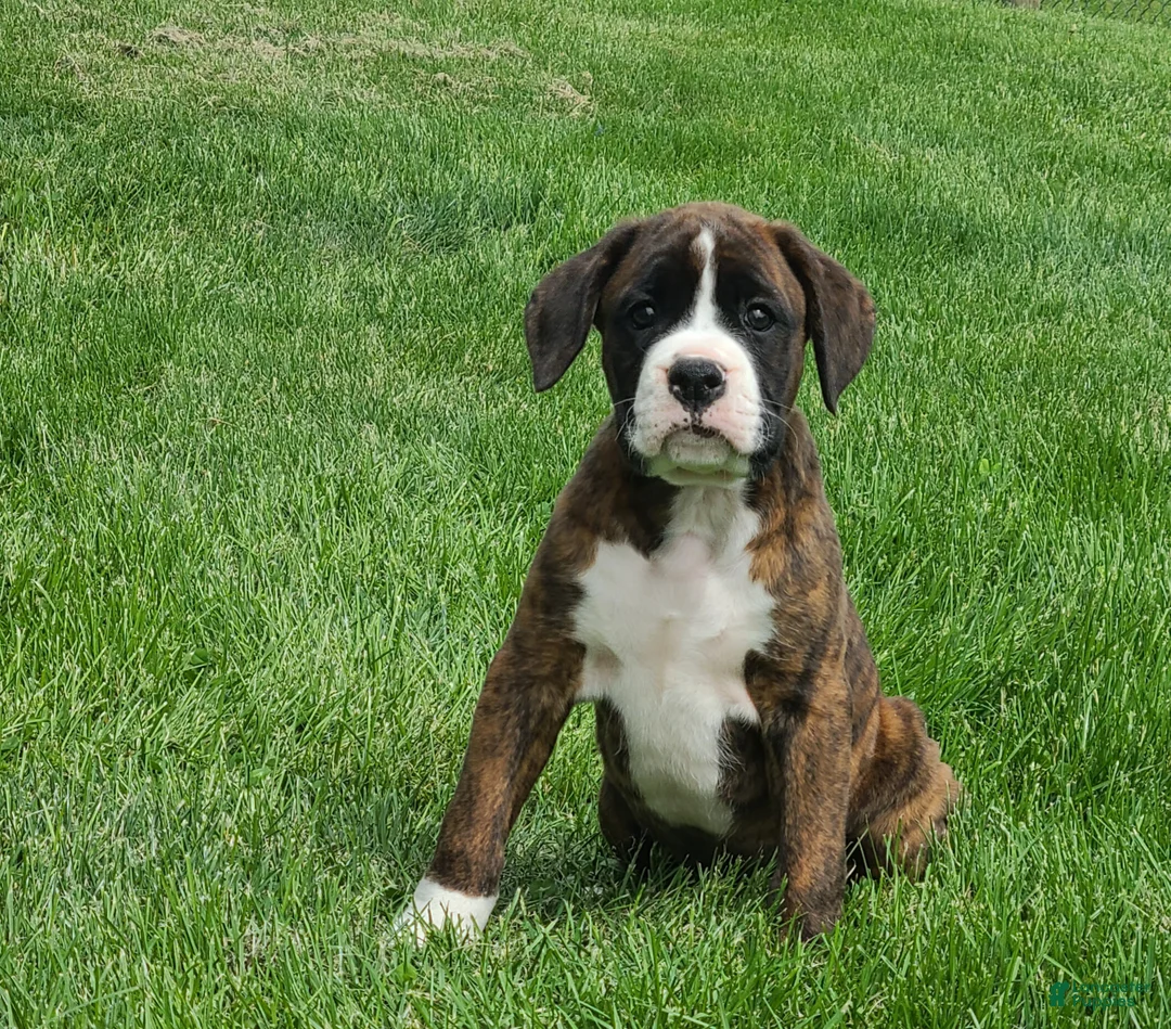 Boxer dogs for sale: Max - Ad 1