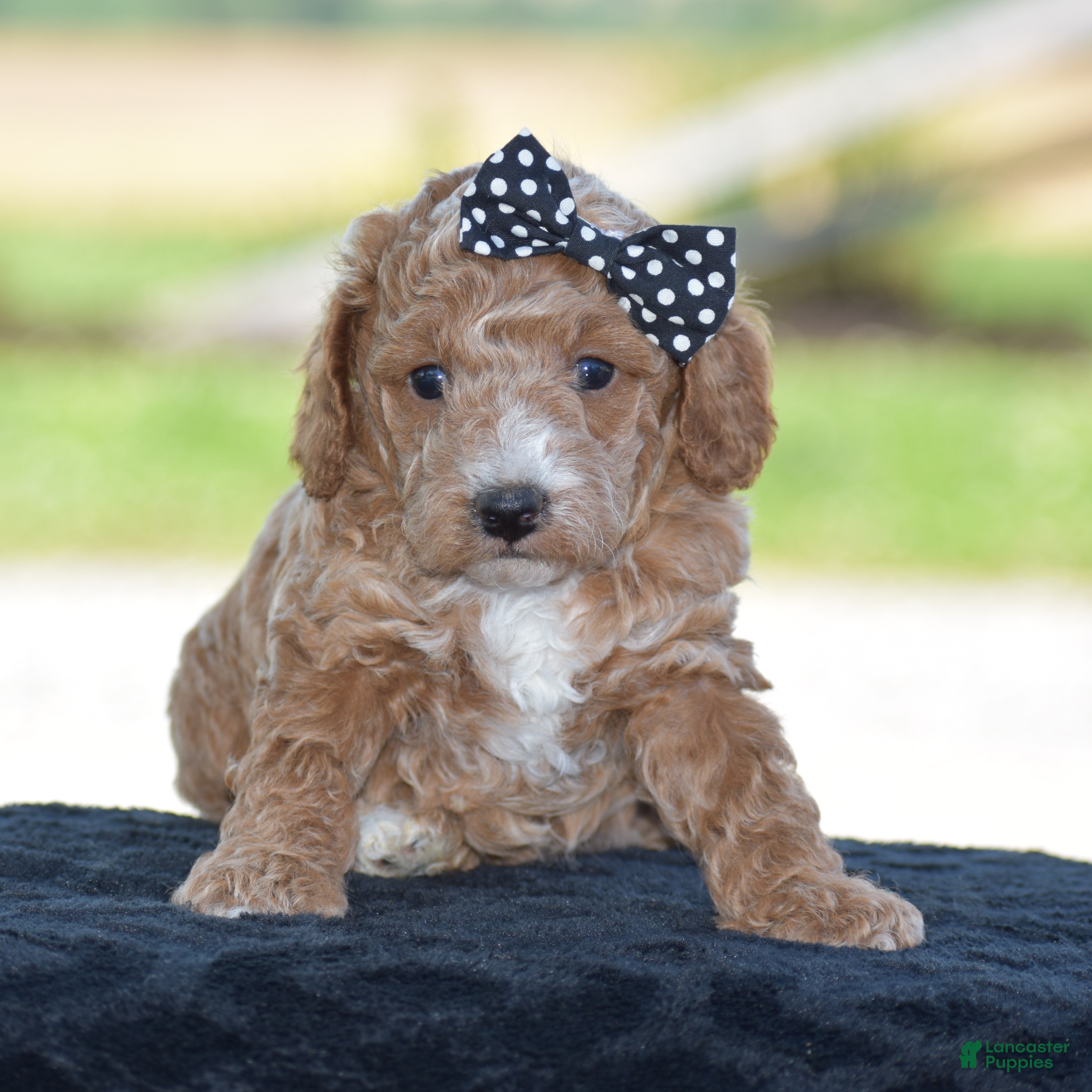 Miniature Poodle dogs Lexis - Ad 1