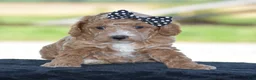 Miniature Poodle dogs for sale: Lexis - Ad 7