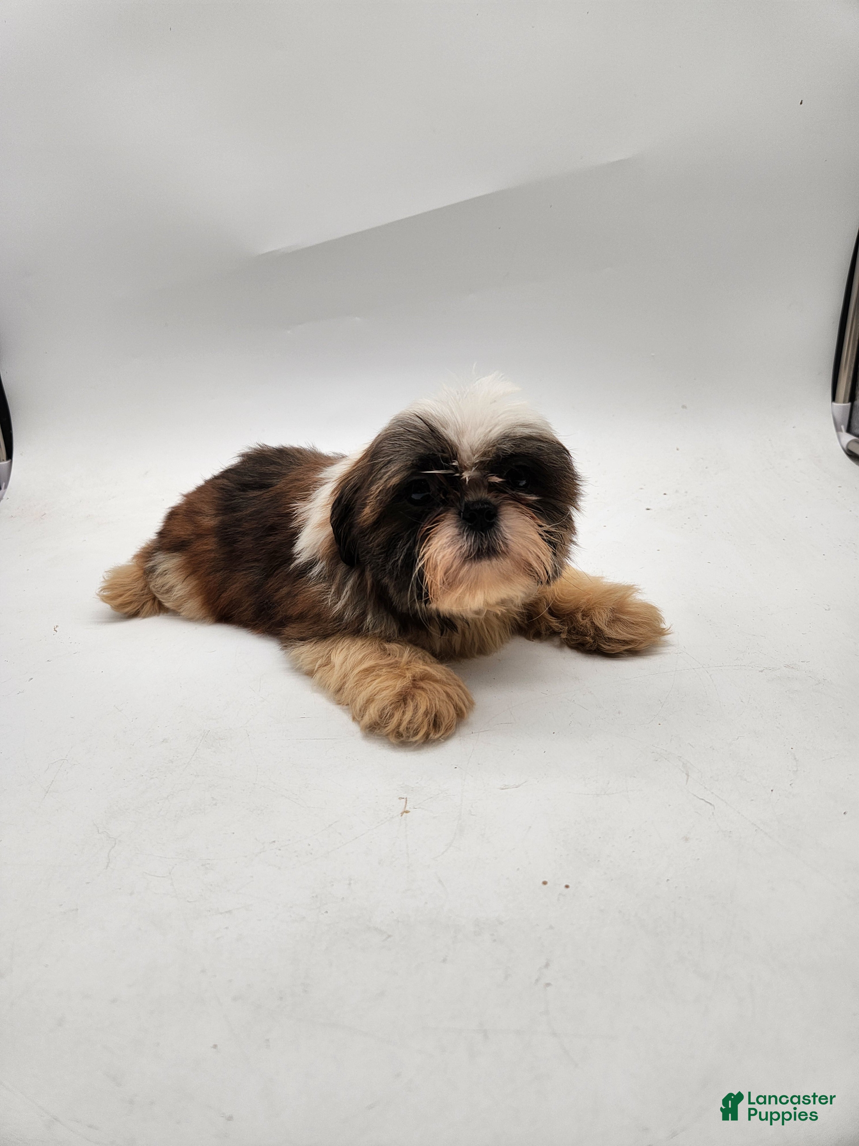 Shih Tzu dogs Teddy - Ad 1