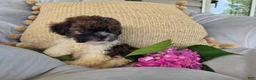 Shihpoo dogs for sale: Rosey - Ad 4