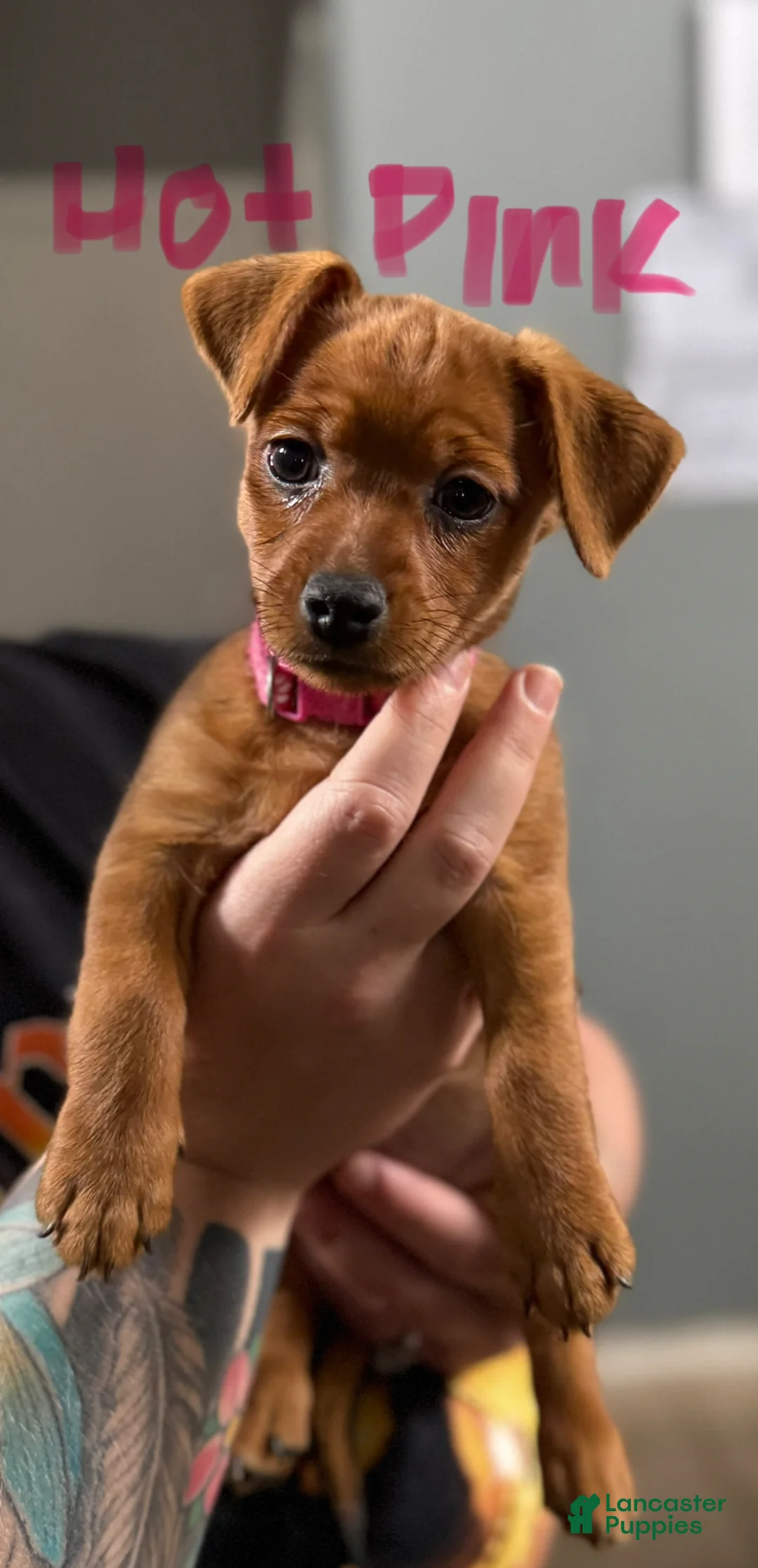 Mixed Breed dogs for sale: Mixed Breed Puppy 4 - Ad 1