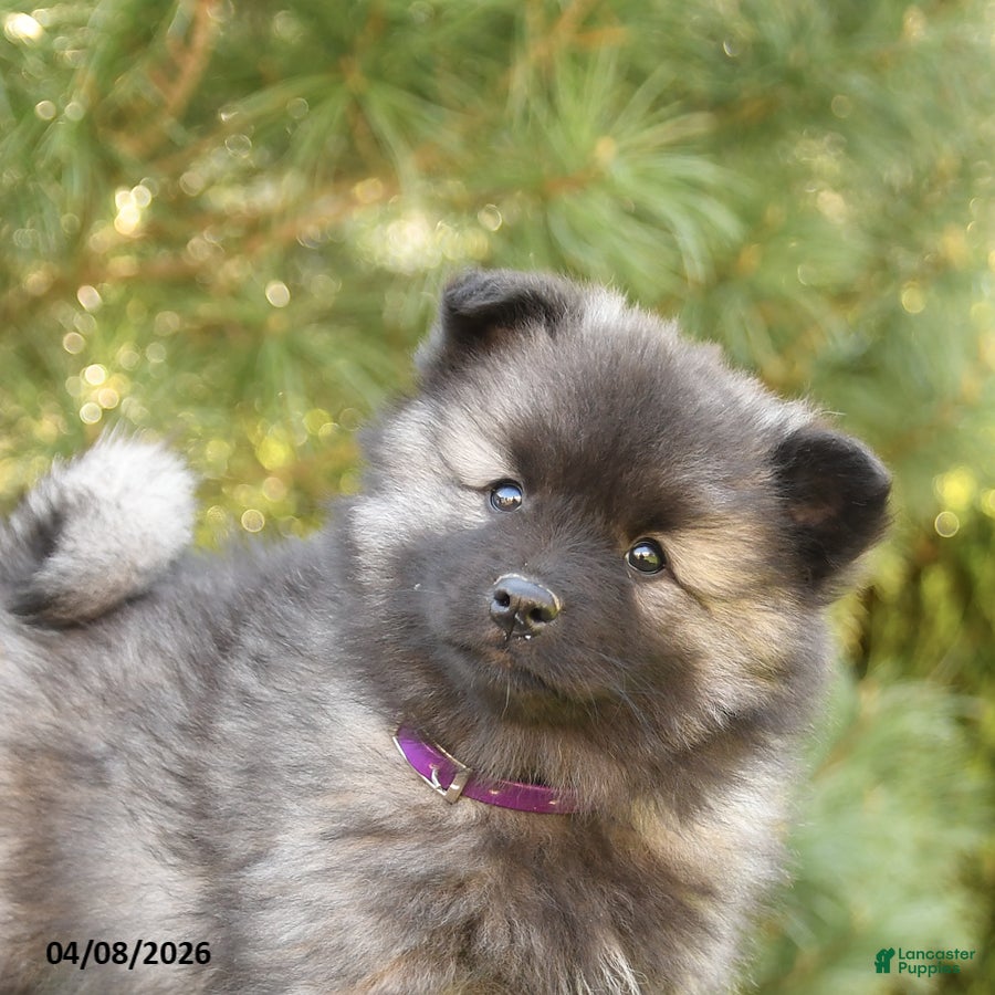 Keeshond dogs Shirley - Ad 2