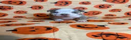 American Bully dogs for sale: American Bully 2 (light blue collar) - Ad 2