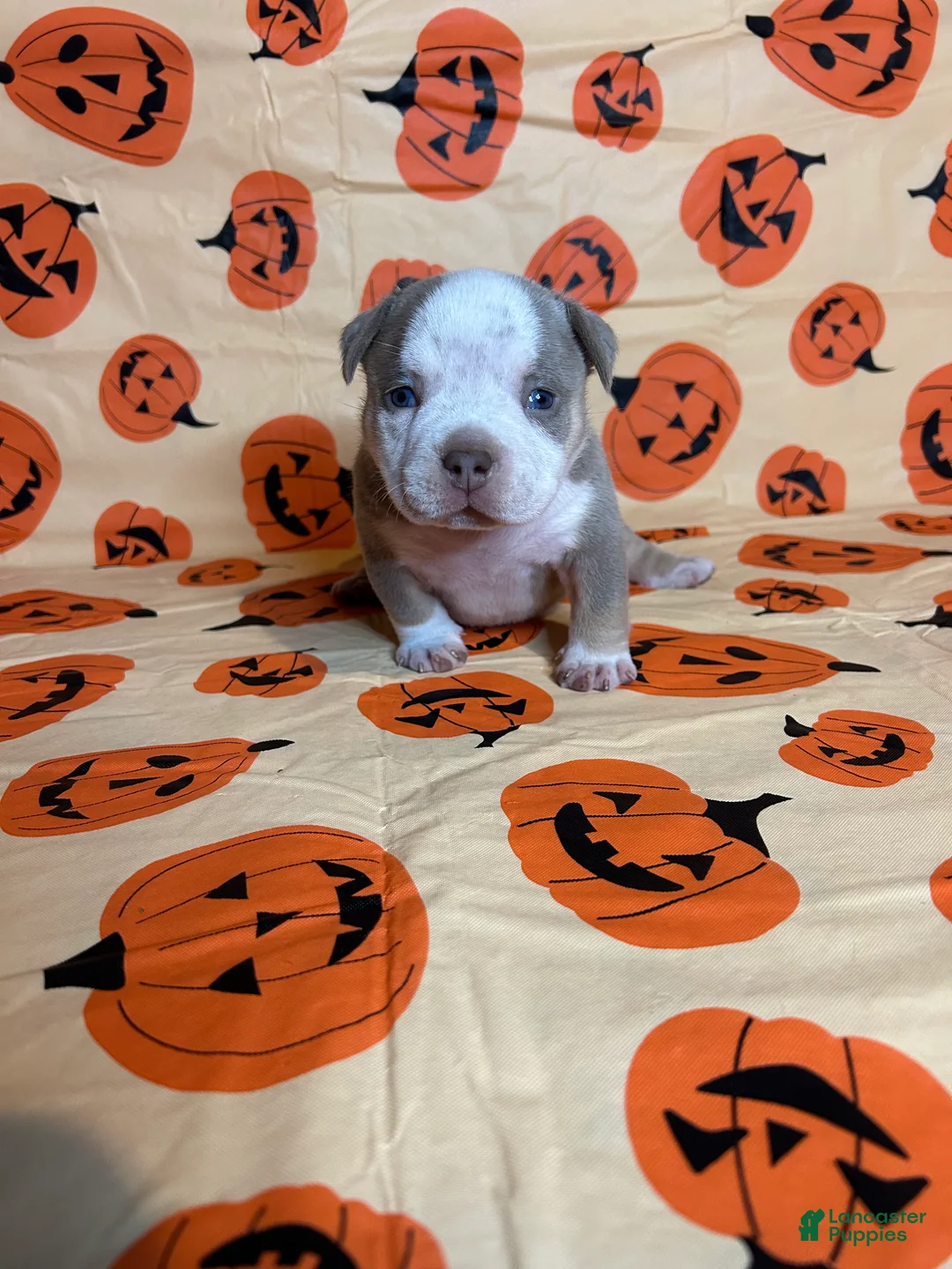 American Bully dogs for sale: American Bully 2 (light blue collar) - Ad 2