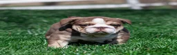 English Bulldog dogs for sale: Marina Mocha English Bulldog Puppy  - Ad 6