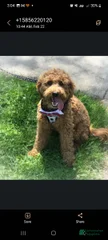 Charlie