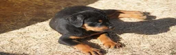 Rottweiler dogs for sale: Rottweiler litter of 5 puppies - Ad 33