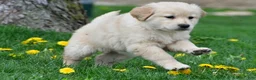 Golden Retriever dogs for sale: Cassandra - Ad 11
