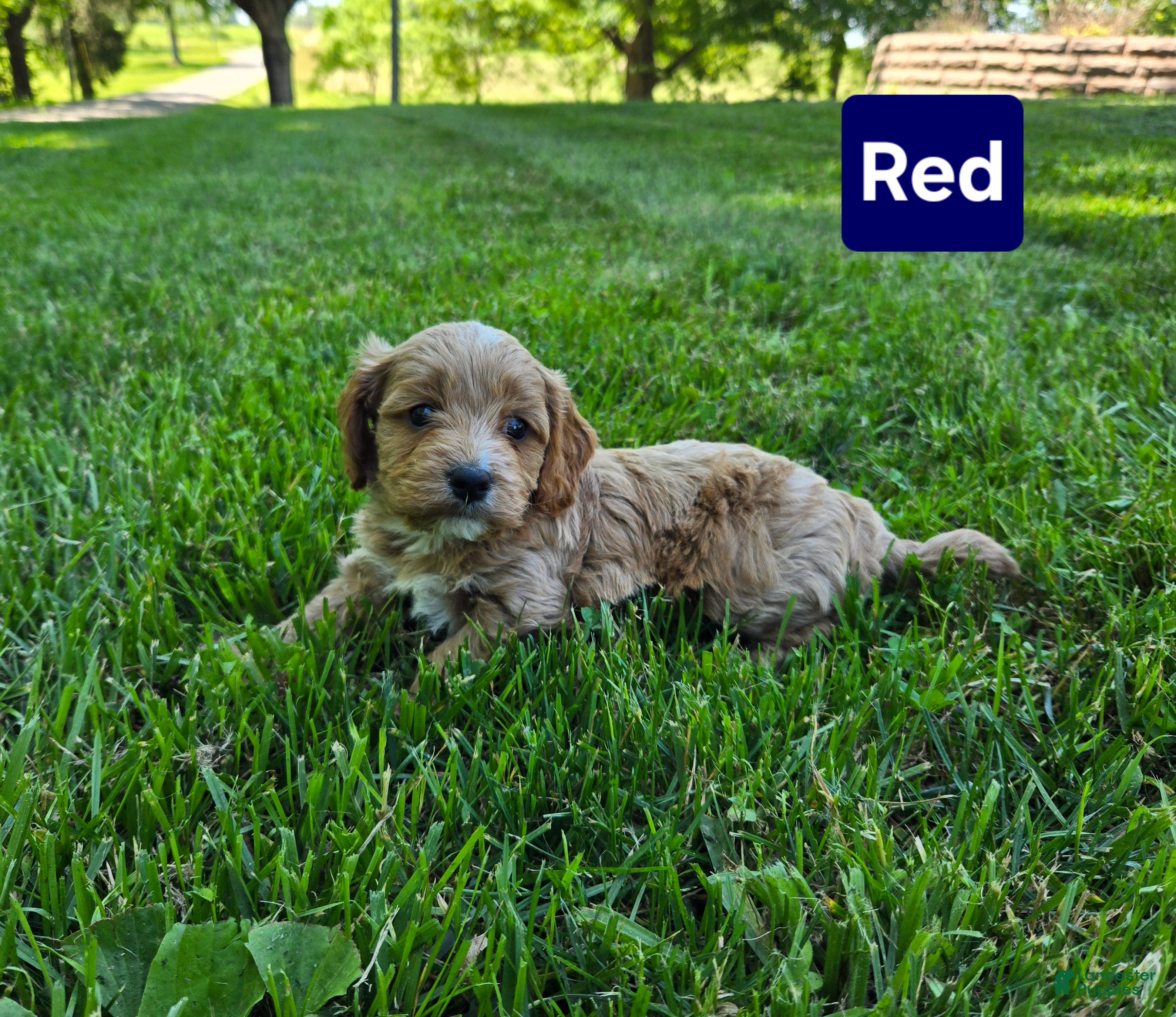 Cavapoo dogs Red - Ad 2