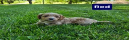 Cavapoo dogs for sale: Red - Ad 2