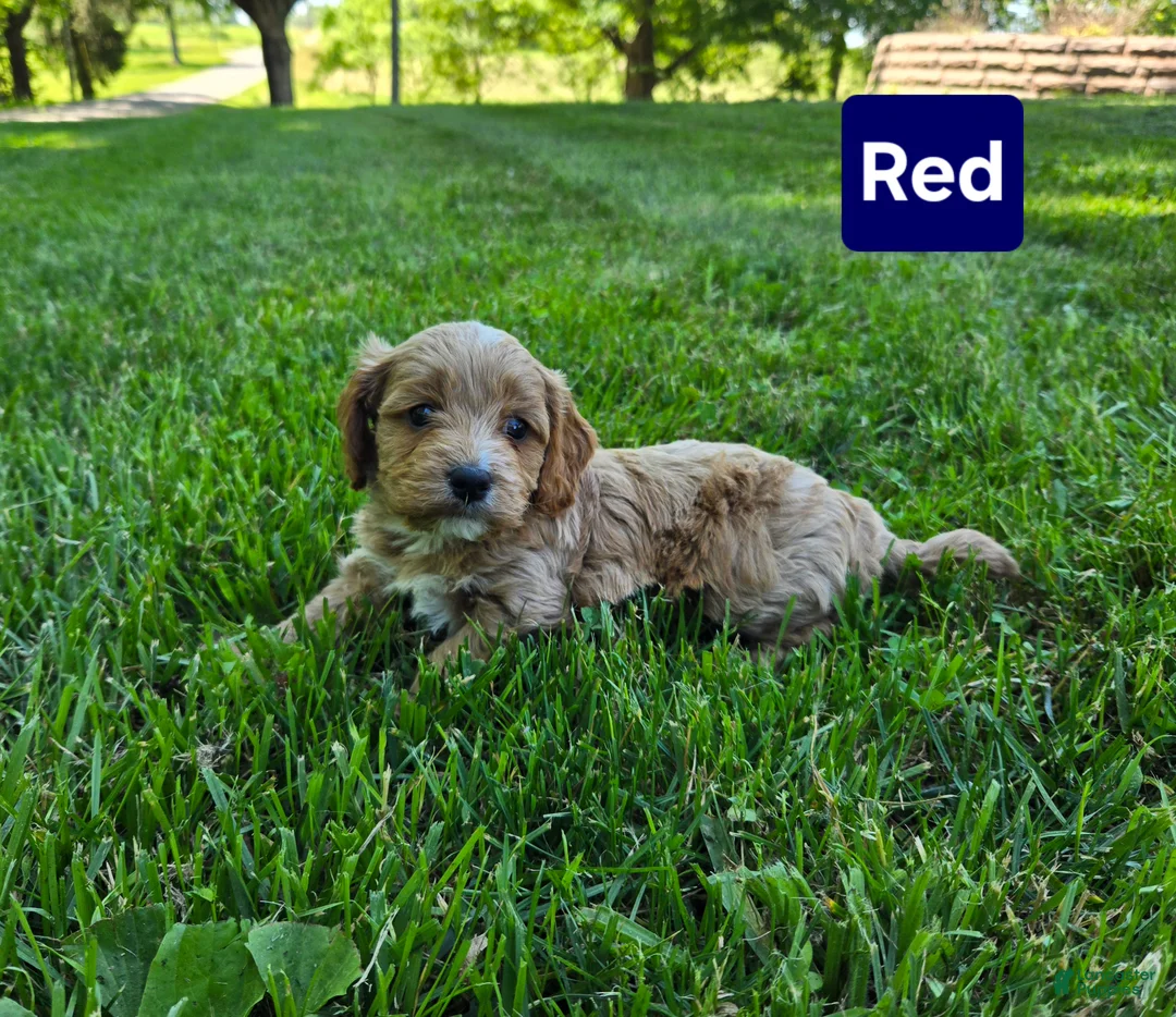 Cavapoo dogs for sale: Red - Ad 2