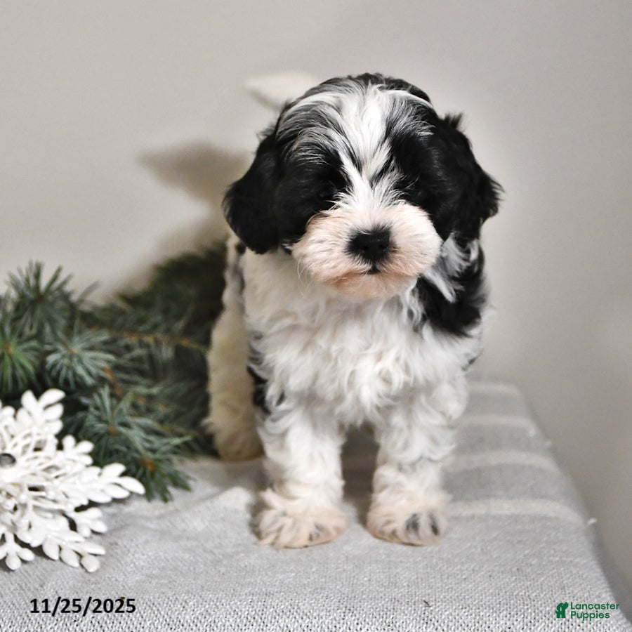 Shihpoo dogs Kate - Ad 6
